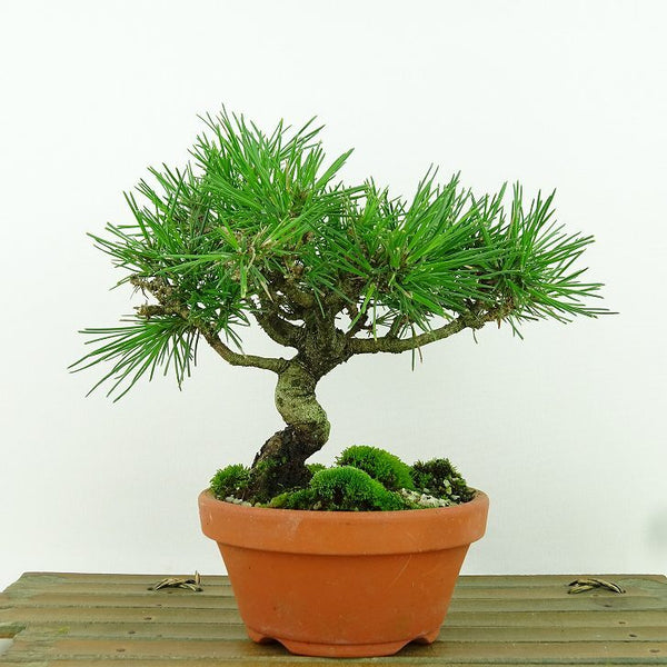 盆栽 松 黒松 樹高 約15cm くろまつ Pinus thunbergii クロマツ マツ科 常緑針葉樹 観賞用 小品 u1158778841