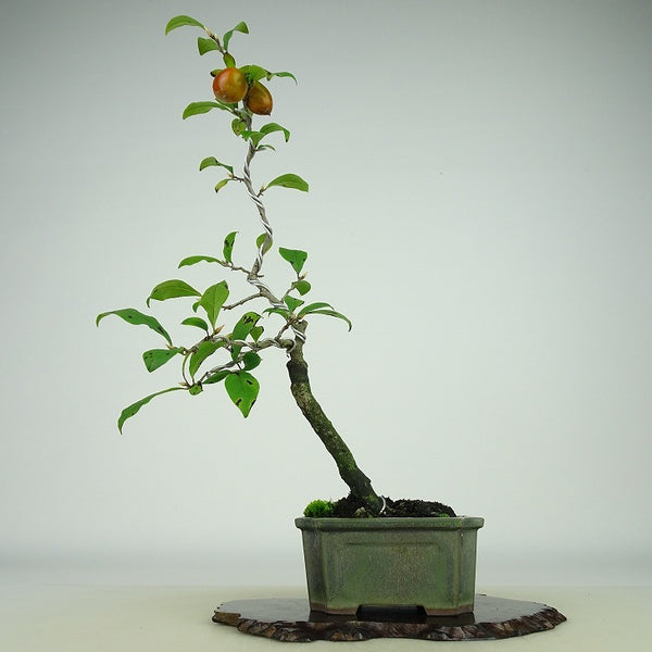 盆栽 老爺柿 柏紅ひょうたん 樹高 約26cm ろうやがき Diospyros rhombifolia ロウヤガキ 実物 雌木 カキノキ科 落葉～半落葉樹 観賞用 n1158753294