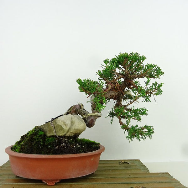 盆栽 真柏 樹高 約17cm しんぱく Juniperus chinensis シンパク ジン シャリ” 石付き ヒノキ科 常緑樹 観賞用 小品 w1158769809