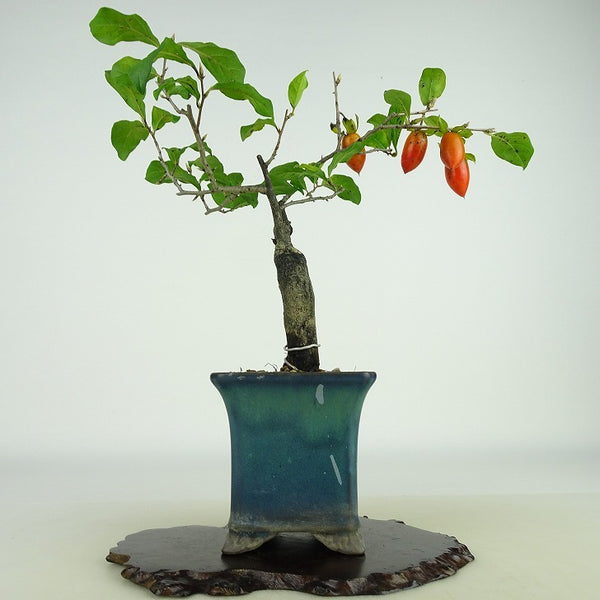 盆栽 老爺柿 長太郎 樹高 約20cm ろうやがき Diospyros rhombifolia ロウヤガキ 実物 雌木 カキノキ科 落葉～半落葉樹 観賞用 小品 c1158755099