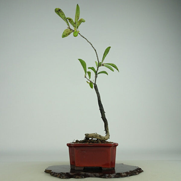 盆栽 老爺柿 紅春秋 樹高 約25cm ろうやがき Diospyros rhombifolia ロウヤガキ 雌木 カキノキ科 落葉～半落葉樹 観賞用 m1158760657