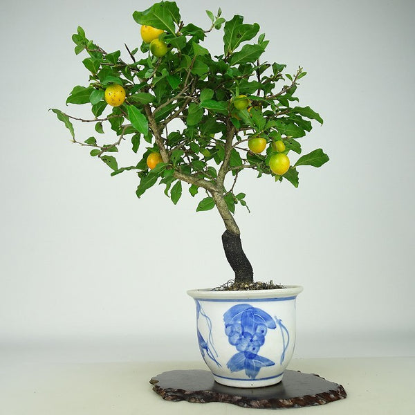 盆栽 老爺柿 紅真珠 樹高 約26cm ろうやがき Diospyros rhombifolia ロウヤガキ 実物 雌木 カキノキ科 落葉～半落葉樹 観賞用 b1158775609