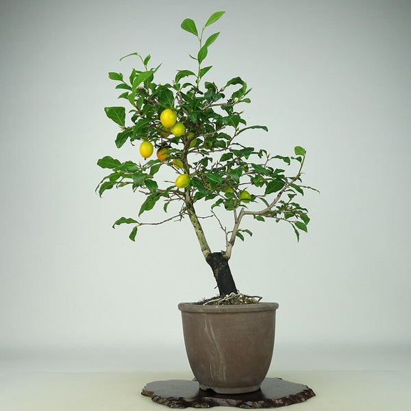 盆栽 老爺柿 岐阜小町 樹高 約37cm ろうやがき Diospyros rhombifolia ロウヤガキ 実物 雌木 カキノキ科 落葉～半落葉樹 観賞用 f1158758778