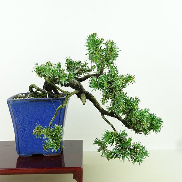 盆栽 杜松 樹高 上下 約18cm としょう Juniperus rigida トショウ ヒノキ科 常緑針葉樹 観賞用 小品 m1158760858