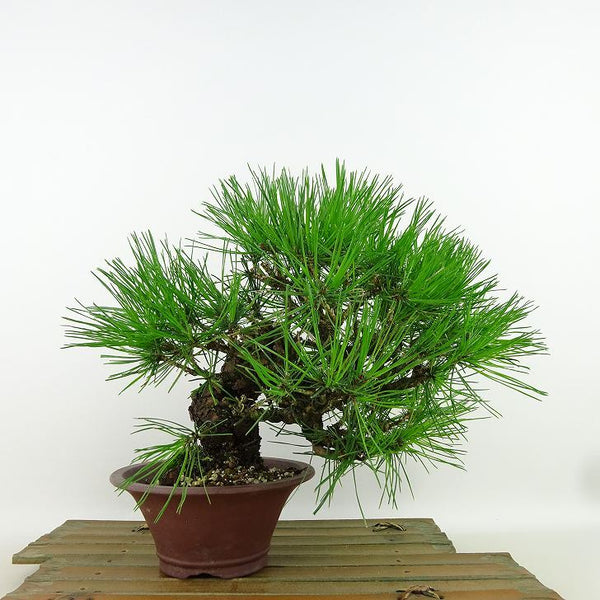 盆栽 松 赤松 樹高 上下 約20cm あかまつ Pinus densiflora アカマツ red pine マツ科 常緑樹 観賞用 小品 o1158774761