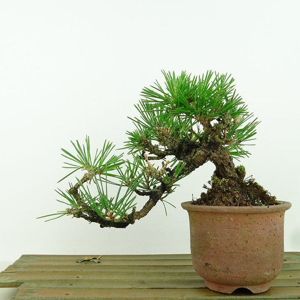 盆栽 松 黒松 樹高 上下 約13cm くろまつ Pinus thunbergii クロマツ マツ科 常緑針葉樹 観賞用 小品 n1158760216