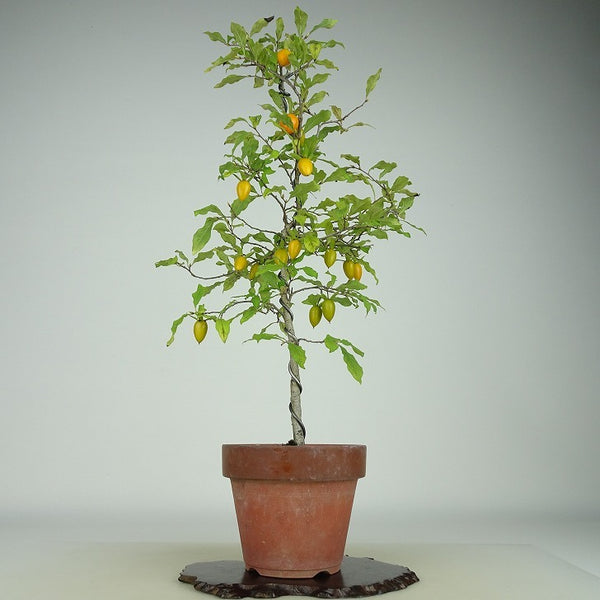 盆栽 老爺柿 樹高 約41cm ろうやがき Diospyros rhombifolia ロウヤガキ 実物 雌木 カキノキ科 落葉～半落葉樹 観賞用 k1158760582