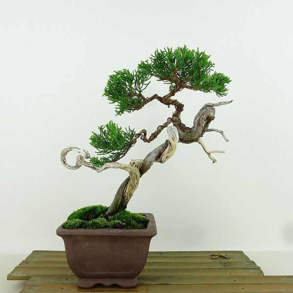 盆栽 真柏 樹高 約 19cm しんぱく Juniperus chinensis シンパク “ジン シャリ” ヒノキ科 常緑樹 観賞用 小品 o1158771283