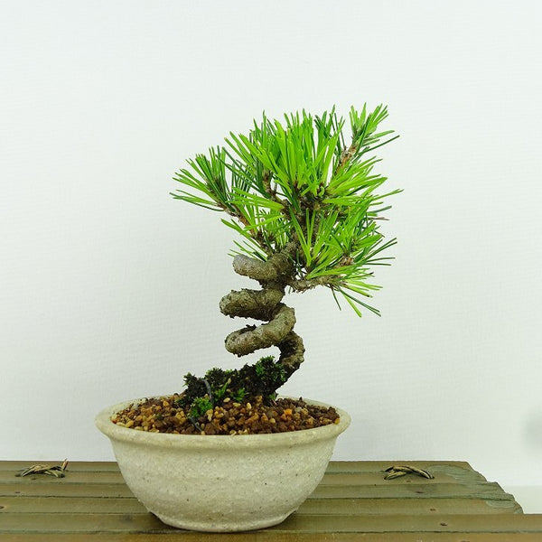 盆栽 松 黒松 樹高 約13cm くろまつ Pinus thunbergii クロマツ マツ科 常緑針葉樹 観賞用 小品 n1158759327