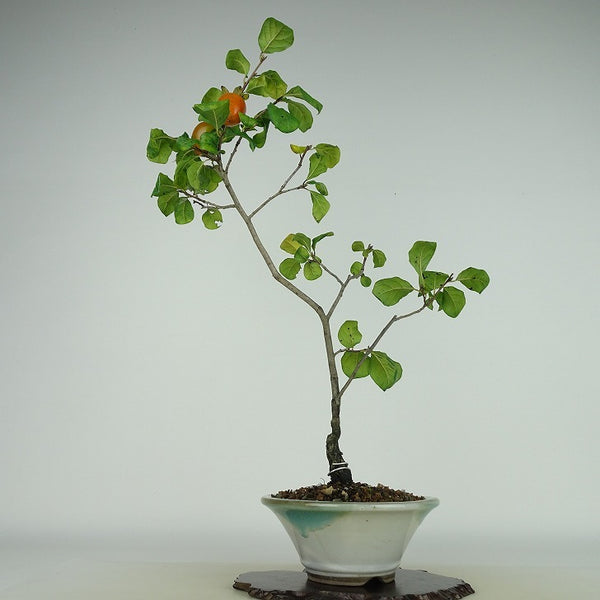 盆栽 老爺柿 紅富士 樹高 約40cm ろうやがき Diospyros rhombifolia ロウヤガキ 実物 雌木 カキノキ科 落葉～半落葉樹 観賞用 h1158778378