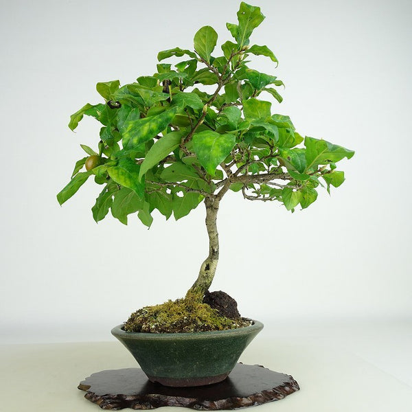 盆栽 老爺柿 樹高 約24cm ろうやがき Diospyros rhombifolia ロウヤガキ 実物 雌木 カキノキ科 落葉～半落葉樹 観賞用 j1158772501