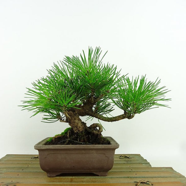 盆栽 松 黒松 樹高 約15cm くろまつ Pinus thunbergii クロマツ マツ科 常緑針葉樹 観賞用 小品 k1158758189