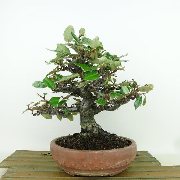 盆栽 寒茱萸 樹高 約19cm かんぐみ Elaeagnus カングミ グミ科 常緑樹 観賞用 小品 1158749627