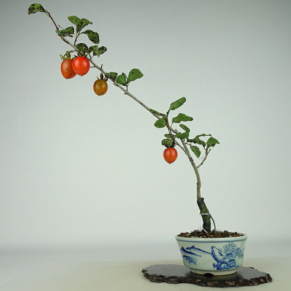 盆栽 老爺柿 宴 樹高 約28cm ろうやがき Diospyros rhombifolia ロウヤガキ 実物 雌木 カキノキ科 落葉～半落葉樹 観賞用 o1158773014