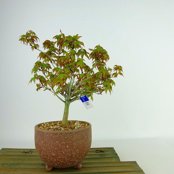 盆栽 紅葉 清姫 樹高 16cm～18cm もみじ Acer palmatum モミジ カエデ科 落葉樹 観賞用 小品 数量物 セレクト s1159838478