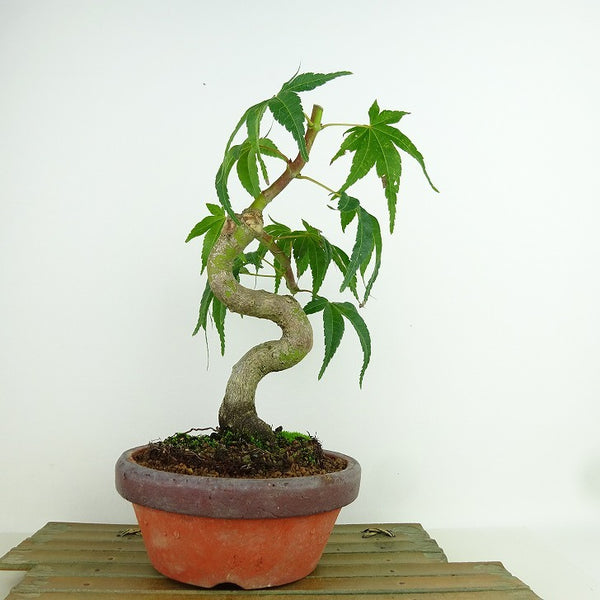 盆栽 紅葉 清玄 樹高 約23cm もみじ Acer palmatum モミジ カエデ科 落葉樹 観賞用 d1159845061