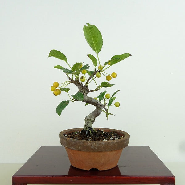 盆栽 酸実 樹高 約14cm ずみ Malus toringo ズミ 実物 黄 バラ科 落葉樹 観賞用 小品 p1159832767