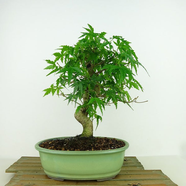 盆栽 紅葉 樹高 約22cm もみじ Acer palmatum モミジ カエデ科 落葉樹 観賞用 s1159836591