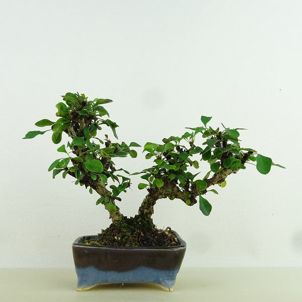 盆栽 目木 樹高 約10cm めぎ Berberis thunbergii メギ メギ科 落葉樹 観賞用 小品 e1159857814