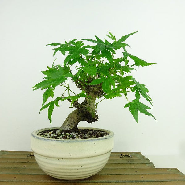 盆栽 紅葉 樹高 約16cm もみじ Acer palmatum モミジ カエデ科 落葉樹 観賞用 小品 l1159857817