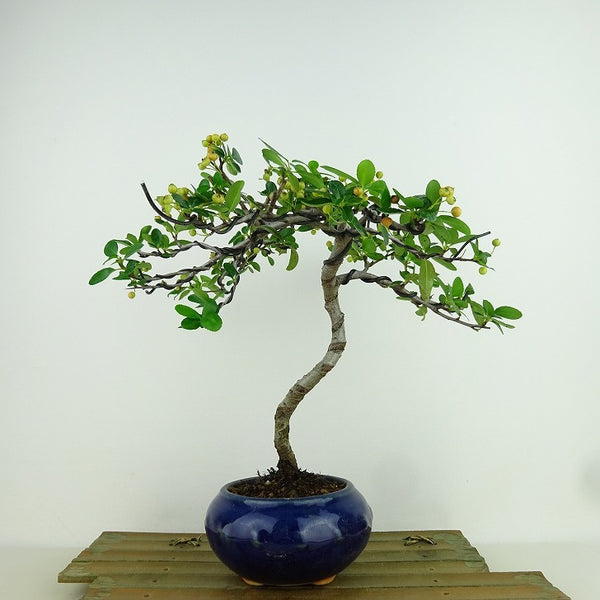 盆栽 ピラカンサ 樹高 約22cm Pyracantha 実 オレンジ バラ科 常緑樹 観賞用 n1159844481