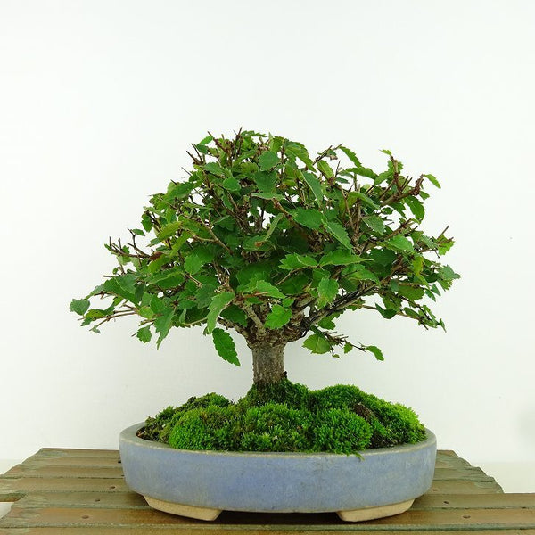 盆栽 欅 樹高 約17cm けやき Zelkova serrata ケヤキ 紅葉 ニレ科 ケヤキ属 落葉樹 観賞用 小品 q1159848733