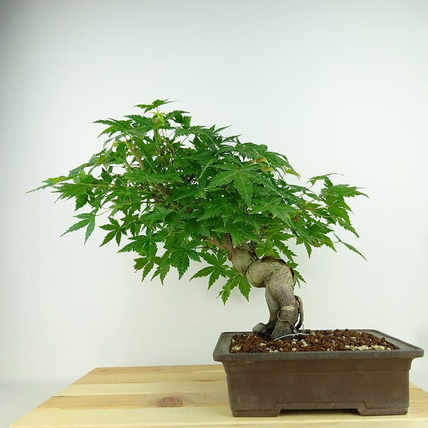 盆栽 紅葉 樹高 約27cm もみじ Acer palmatum モミジ カエデ科 落葉樹 観賞用 t1159846216