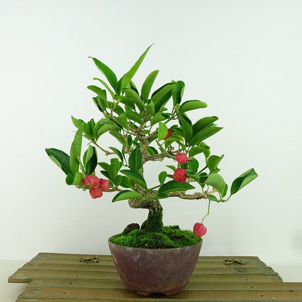 Bonsai Mayumi Tree height approx. 18cm Euonymus sieboldianus Marigold 実物 red red leaves ニシキギfamily deciduous tree for viewing appreciation sketch d1159858870