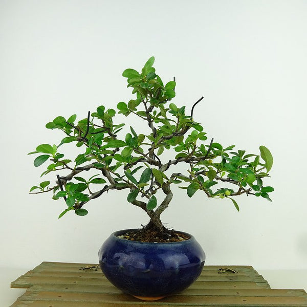 盆栽 ピラカンサ 樹高 約20cm Pyracantha 実 オレンジ バラ科 常緑樹 観賞用 小品 e1159875211