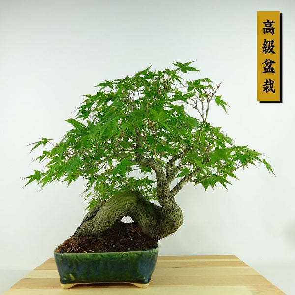 盆栽 紅葉 樹高 約28cm もみじ 高級盆栽 Acer palmatum モミジ カエデ科 落葉樹 観賞用 m1159860092