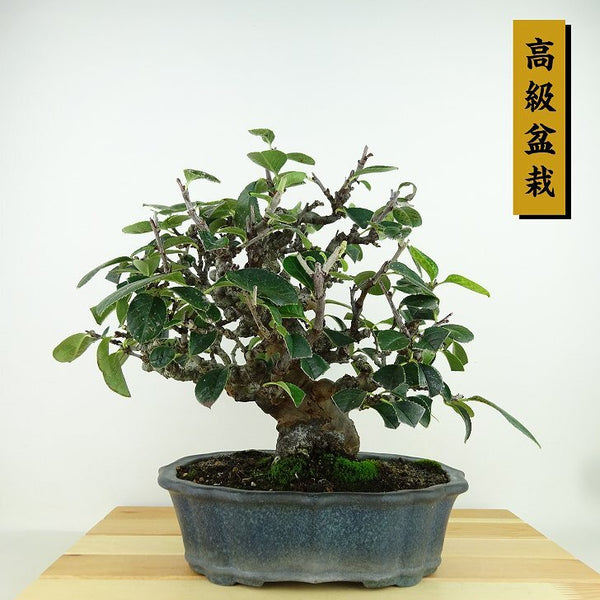 盆栽 花梨 樹高 約23cm かりん 高級盆栽 Pseudocydonia sinensis カリン バラ科 落葉樹 観賞用 u1159887872