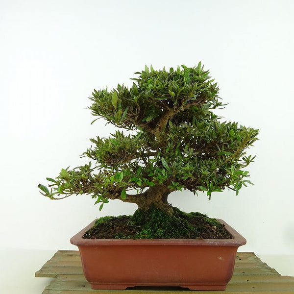 盆栽 皐月 珍山 樹高 約19cm さつき Rhododendron indicum サツキ ツツジ科 常緑樹 観賞用 小品 c1159866365