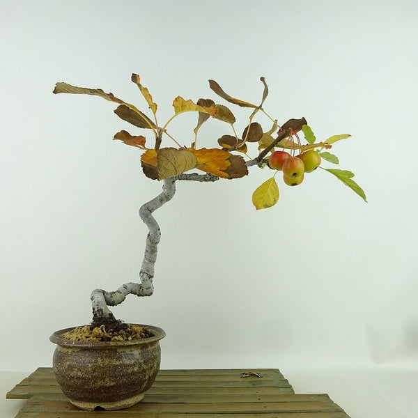 盆栽 海棠 樹高 約22cm かいどう Malus micromalus カイドウ 大実 バラ科 落葉樹 観賞用 f1159868924