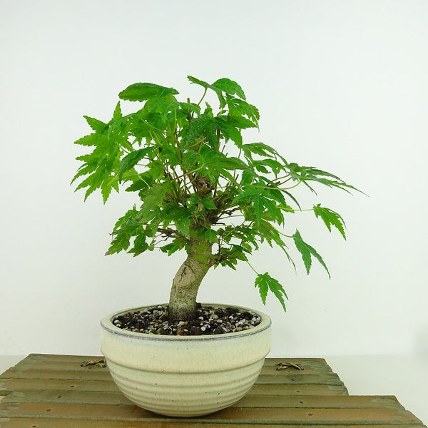 Potted plant, red leaves, tree height, about 17cm, Acer palmatum, Acer palmatum, Acer family, deciduous tree, for viewing, sketch l1159870094