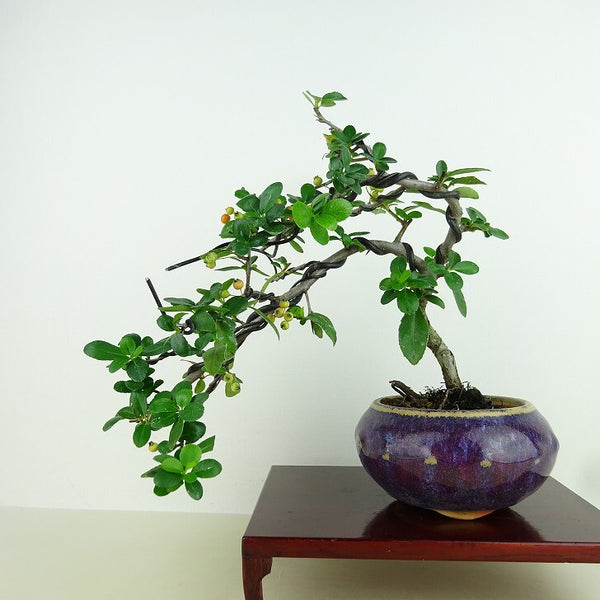 盆栽 ピラカンサ 樹高 上下 約20cm Pyracantha 実 オレンジ バラ科 常緑樹 観賞用 小品 l1159874767