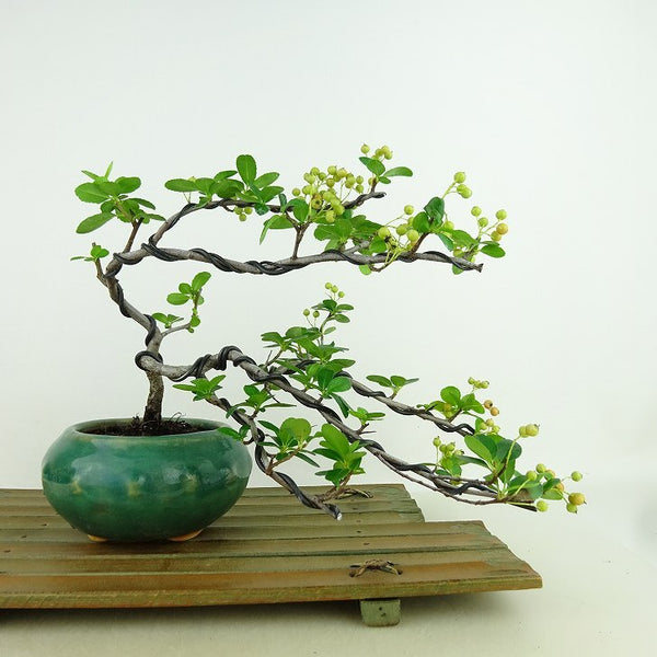 盆栽 ピラカンサ 樹高 上下 約17cm Pyracantha 実 オレンジ バラ科 常緑樹 観賞用 小品 f1159859949