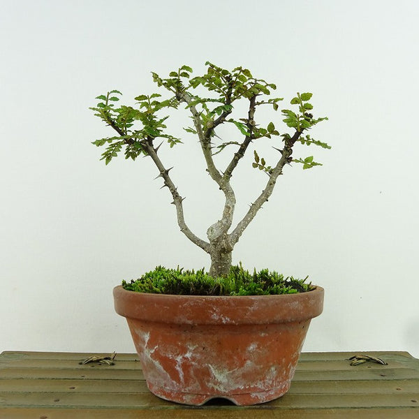 盆栽 山椒 樹高 約14cm さんしょう Zanthoxylum piperitum サンショウ ミカン科 サンショウ属 落葉樹 観賞用 小品 q1159868426