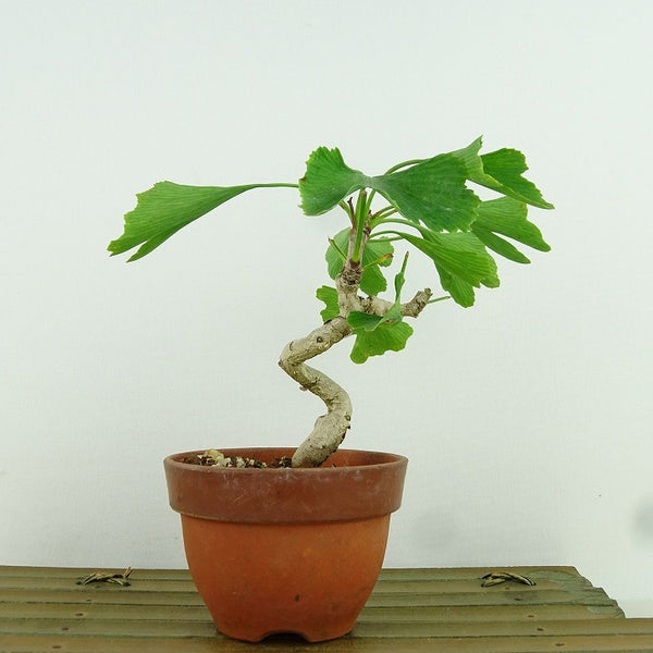 盆栽 銀杏 樹高 約11cm いちょう Ginkgo biloba イチョウ 紅葉 イチョウ科 落葉樹 観賞用 小品 j1159871916