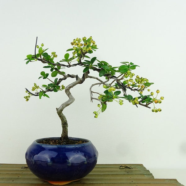 盆栽 ピラカンサ 樹高 約17cm Pyracantha 実 オレンジ バラ科 常緑樹 観賞用 小品 l1159870296