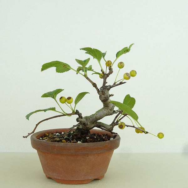 盆栽 酸実 樹高 約9cm ずみ Malus toringo ズミ 実物 黄 バラ科 落葉樹 観賞用 小品 p1159866016