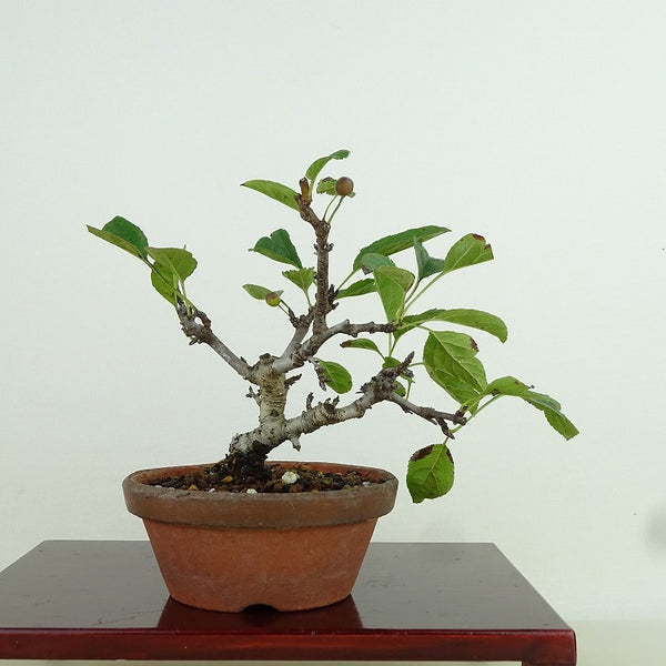 盆栽 酸実 樹高 約10cm ずみ Malus toringo ズミ 実物 バラ科 落葉樹 観賞用 小品 x1159879890