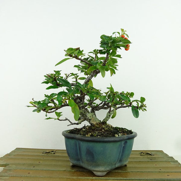 盆栽 ピラカンサ 樹高 約15cm Pyracantha 赤 実物 バラ科 常緑樹 観賞用 小品 t1159879650