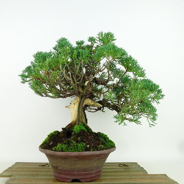 盆栽 真柏 樹高 約34cm しんぱく Juniperus chinensis シンパク “ジン シャリ” ヒノキ科 常緑樹 観賞用 w1159973176