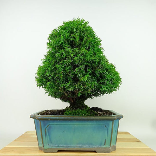 盆栽 杉 樹高 約28cm すぎ Cryptomeria japonica スギ ヒノキ科 スギ属 常緑樹 観賞用 b1159981072