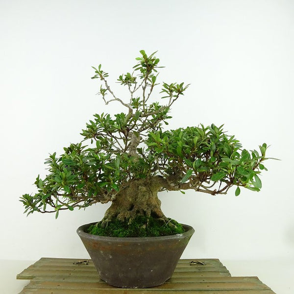 盆栽 皐月 白玲 樹高 約23cm さつき Rhododendron indicum サツキ ツツジ科 常緑樹 観賞用 m1159959896