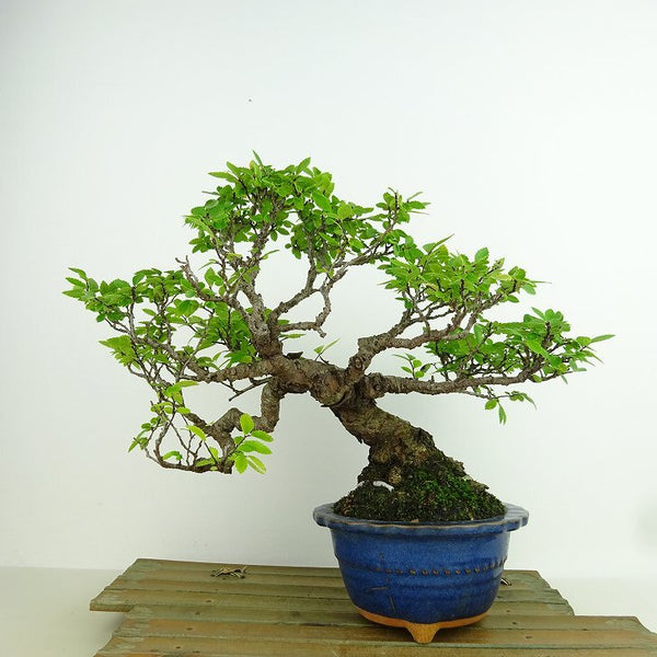 盆栽 楡欅 樹高 約20cm にれけやき Ulmus parvifolia ニレケヤキ 紅葉 ニレ科 落葉樹 観賞用 小品 m1160108162