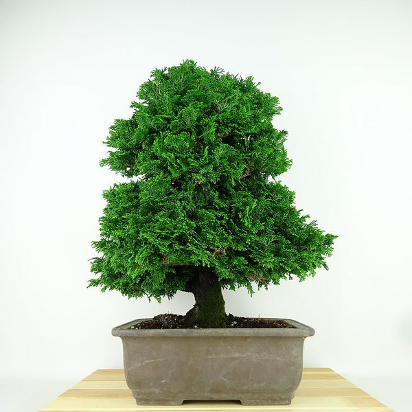 盆栽 桧 津山桧 樹高 約36cm つやまひのき Chamaecyparis obtusa ツヤマヒノキ ヒノキ科 常緑樹 観賞用 m1160102880