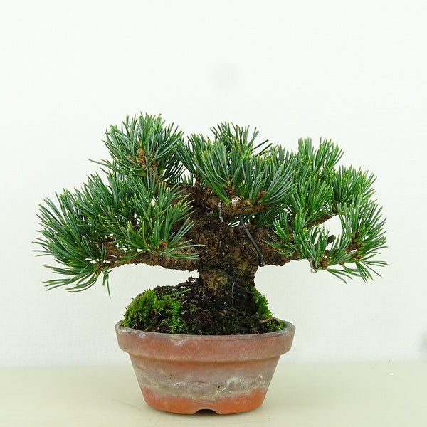 盆栽 松 五葉松 樹高 約9cm ごようまつ Pinus parviflora ゴヨウマツ マツ科 常緑針葉樹 観賞用 小品 e1160113464