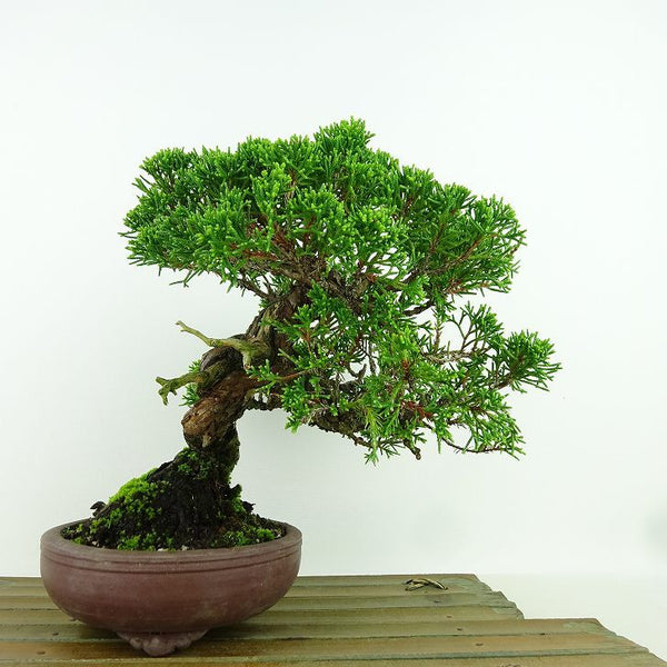 盆栽 真柏 樹高 約19cm しんぱく Juniperus chinensis シンパク “ジン シャリ” ヒノキ科 常緑樹 観賞用 小品 o1160124655