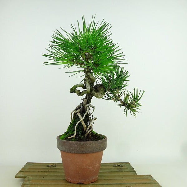 盆栽 松 黒松 寸松 樹高 約26cm くろまつ Pinus thunbergii クロマツ マツ科 常緑針葉樹 観賞用 s1160148711